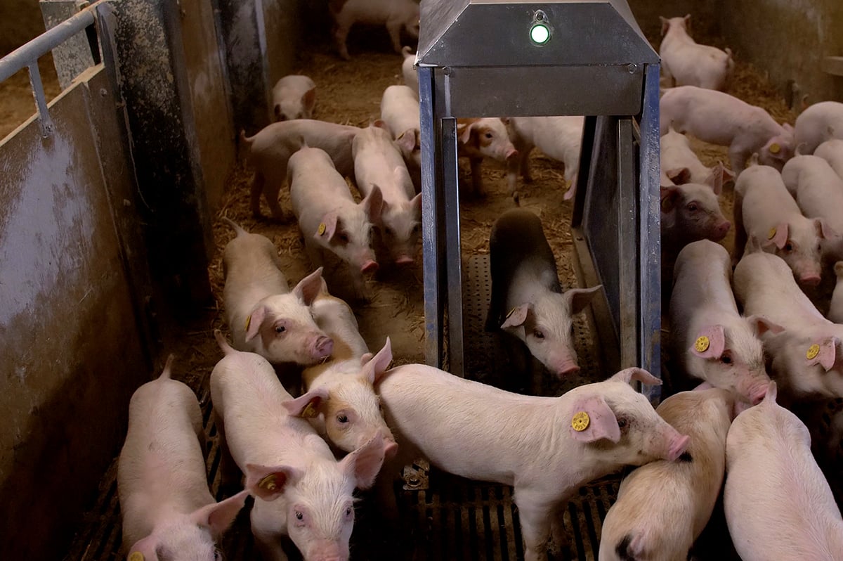 Autopig2