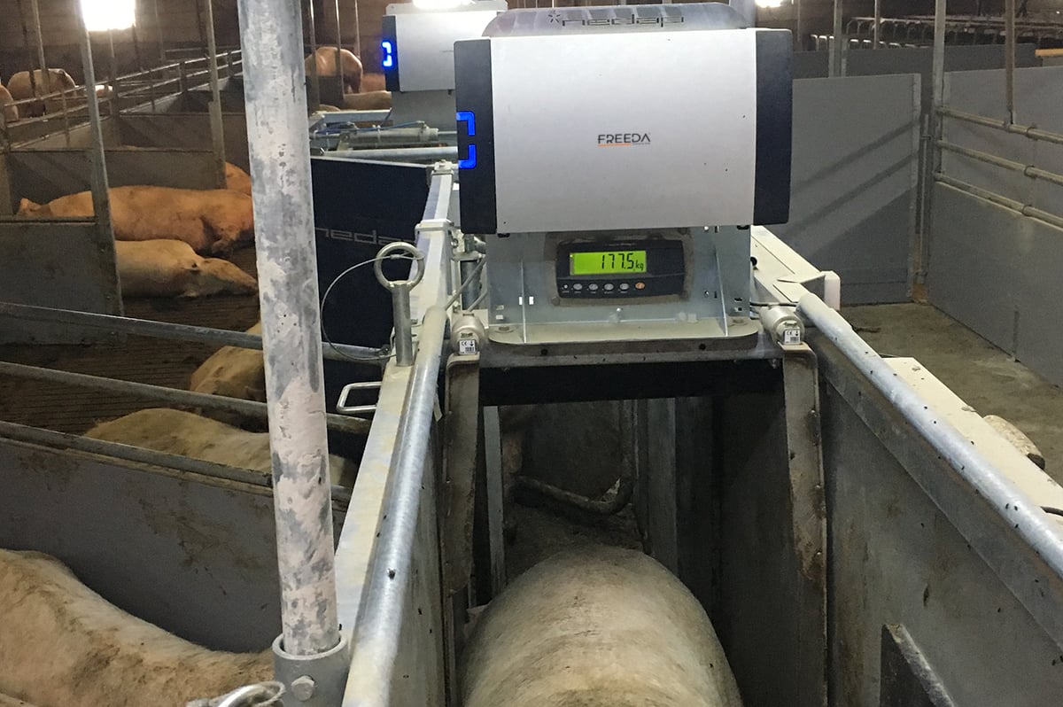 FREEDA Sow Monitor