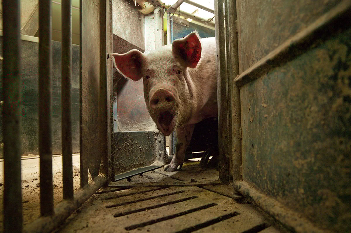 Sows and gilts 2
