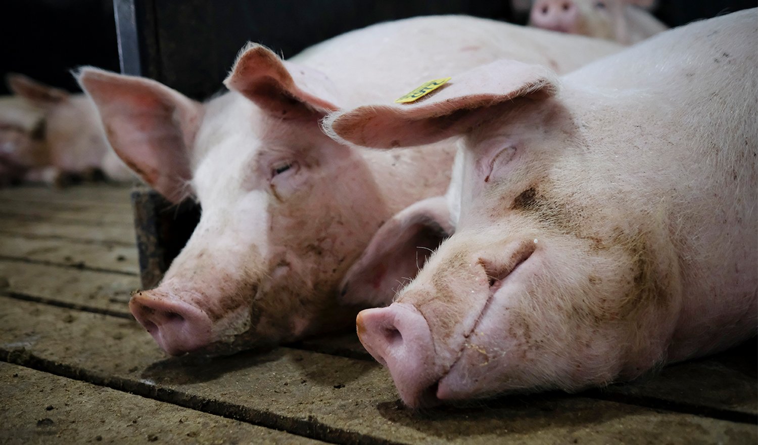 Sows1500x880