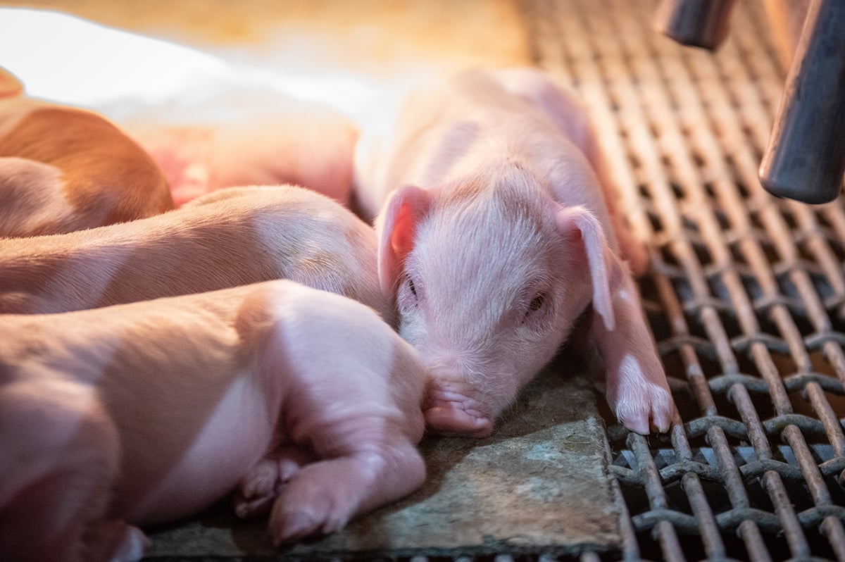 piglets
