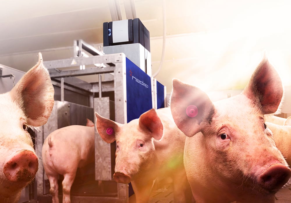 Pig-Performance-Testing-Portrait-LR